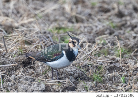 タゲリ　田んぼの貴婦人 137812596