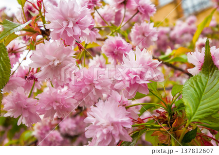 beautiful pink sakura blossom background. beautiful pink sakura blossom background. japanese cherry tree in spring full bloom. fresh nature picture on april sunny day. hanami season. closeup viewing 137812607