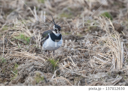 タゲリ　田んぼの貴婦人 137812630