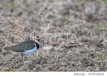 タゲリ 田んぼの貴婦人 タゲリ 田んぼの貴婦人 137812632