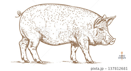 Pork, pig, hog, meat sketch, hand drawn 137812681