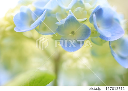 紫陽花の花 137812711