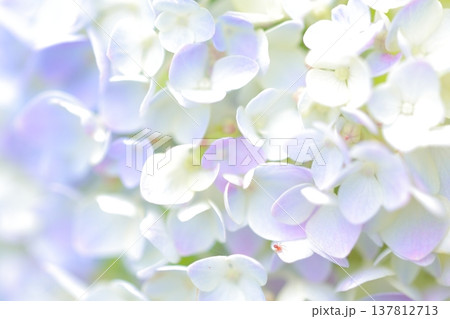 紫陽花の花 紫陽花の花 137812713