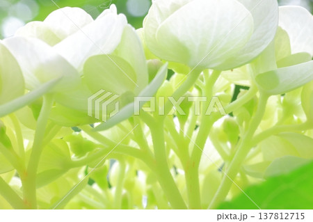 紫陽花の花 137812715