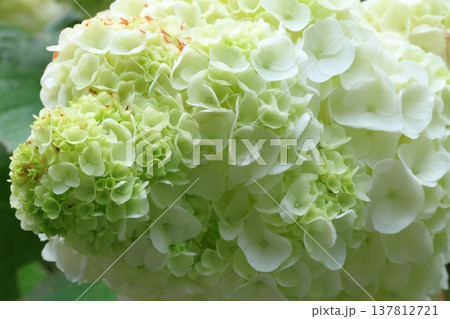 紫陽花の花 137812721
