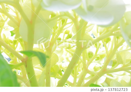 紫陽花の花 紫陽花の花 137812723