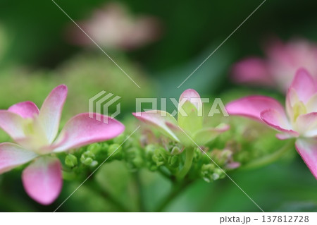 紫陽花の花 137812728