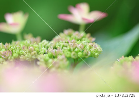 紫陽花の花 紫陽花の花 137812729