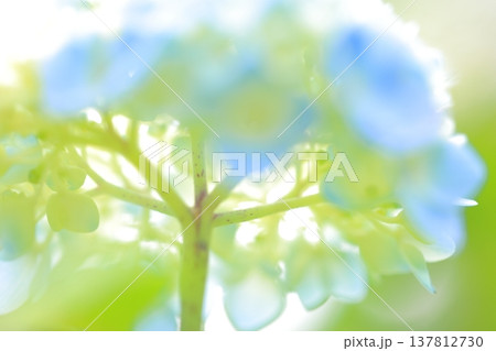 紫陽花の花 137812730