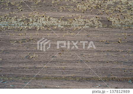 A horizontal close-up shot of a dark wood surface with old, cracked varnish peeling off in small flakes due to weather exposure. 137812989