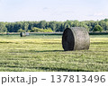 Large round hay bale in the foreground of mown green field with white storks in the distance. Rural landscape with forest on the horizon and soft daylight. 137813496