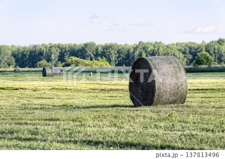 Large round hay bale in the foreground of mown green field with white storks in the distance. Rural landscape with forest on the horizon and soft daylight. Large round hay bale in the foreground of mown green field with white storks in the distance. Rural landscape with forest on the horizon and soft daylight. 137813496