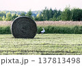 Close-up of large round hay bale in field with white stork standing nearby. Agricultural landscape at sunset with wild birds and forest on the horizon. 137813498
