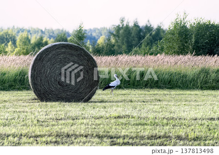 Close-up of large round hay bale in field with white stork standing nearby. Agricultural landscape at sunset with wild birds and forest on the horizon. Close-up of large round hay bale in field with white stork standing nearby. Agricultural landscape at sunset with wild birds and forest on the horizon. 137813498