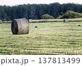Storks walking in harvested field with round hay bales against forest background. Rural agricultural landscape with wild birds in the countryside. 137813499