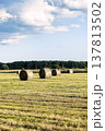Rural landscape with round hay bales in mown field under blue cloudy sky at sunset. Agricultural harvesting concept in the countryside. 137813502