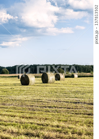 Rural landscape with round hay bales in mown field under blue cloudy sky at sunset. Agricultural harvesting concept in the countryside. Rural landscape with round hay bales in mown field under blue cloudy sky at sunset. Agricultural harvesting concept in the countryside. 137813502