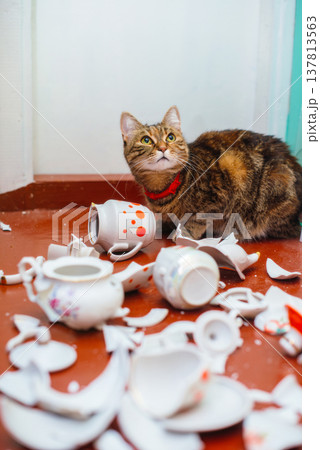 A vertical shot of a domestic tabby cat with a red collar sitting on a reddish-brown floor, looking upwards while surrounded by shattered white and orange ceramic dishes. A vertical shot of a domestic tabby cat with a red collar sitting on a reddish-brown floor, looking upwards while surrounded by shattered white and orange ceramic dishes. 137813563