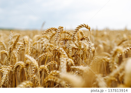 Close-up of ripe golden wheat in agricultural field. Harvest growth. Business concept, agriculture. 137813914