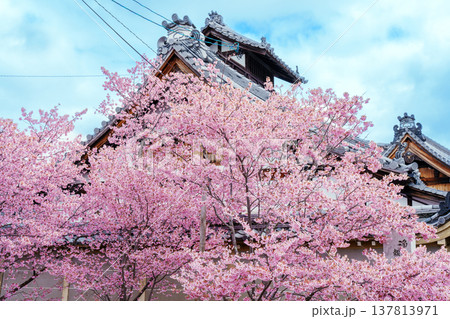 京都 出町柳の長徳寺のおかめ桜 京都 出町柳の長徳寺のおかめ桜 137813971