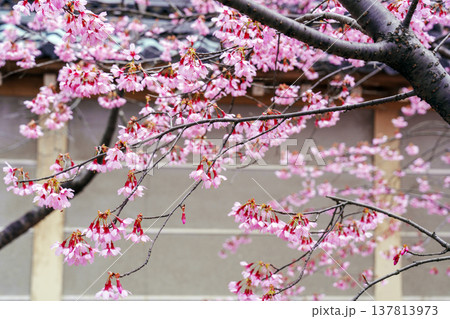 京都 出町柳の長徳寺のおかめ桜 京都 出町柳の長徳寺のおかめ桜 137813973
