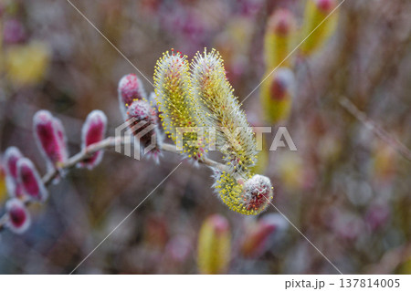 早春の花 日本原産種フリソデヤナギ 137814005