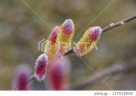 早春の花 日本原産種フリソデヤナギ 137814008