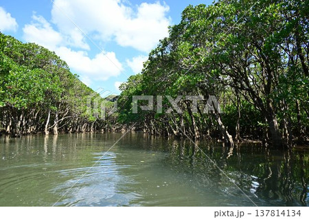 世界自然遺産 奄美大島 黒潮の森 マングローブ原生林 世界自然遺産 奄美大島 黒潮の森 マングローブ原生林 137814134