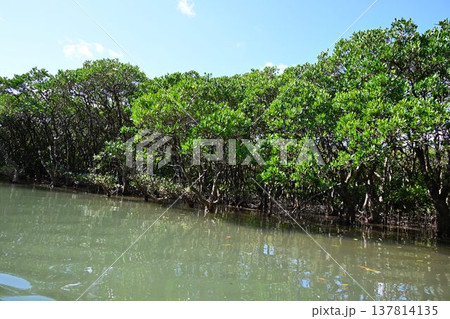 世界自然遺産 奄美大島 黒潮の森 マングローブ原生林 世界自然遺産 奄美大島 黒潮の森 マングローブ原生林 137814135