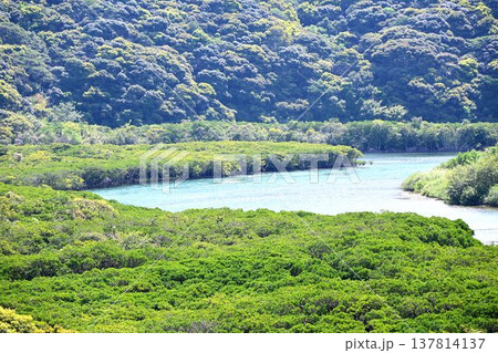 世界自然遺産 奄美大島 黒潮の森 マングローブ原生林 世界自然遺産 奄美大島 黒潮の森 マングローブ原生林 137814137