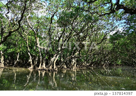 世界自然遺産 奄美大島 黒潮の森 マングローブ原生林 世界自然遺産 奄美大島 黒潮の森 マングローブ原生林 137814397