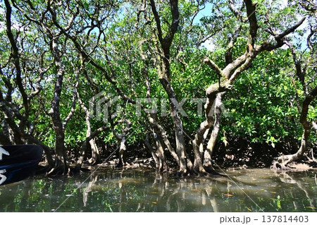 世界自然遺産 奄美大島 黒潮の森 マングローブ原生林 世界自然遺産 奄美大島 黒潮の森 マングローブ原生林 137814403