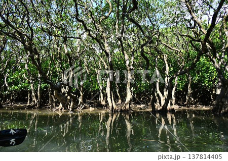 世界自然遺産　奄美大島　黒潮の森　マングローブ原生林　 137814405