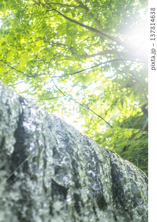 森の新緑・清流・エコイメージ（大山木谷沢渓流） 137814638