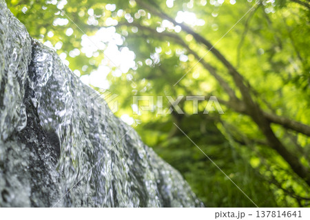 森の新緑・清流・エコイメージ（大山木谷沢渓流） 137814641