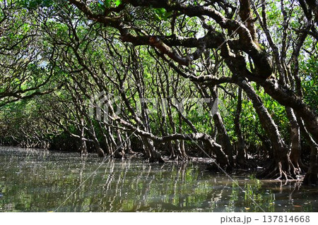 世界自然遺産　奄美大島　黒潮の森　マングローブ原生林　 137814668