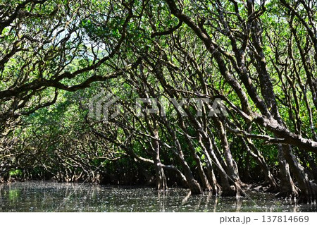 世界自然遺産 奄美大島 黒潮の森 マングローブ原生林 世界自然遺産 奄美大島 黒潮の森 マングローブ原生林 137814669
