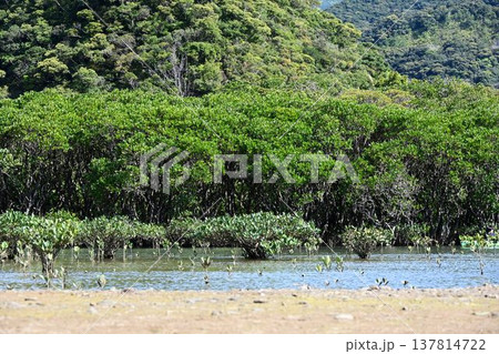 世界自然遺産　奄美大島　黒潮の森　マングローブ原生林　 137814722