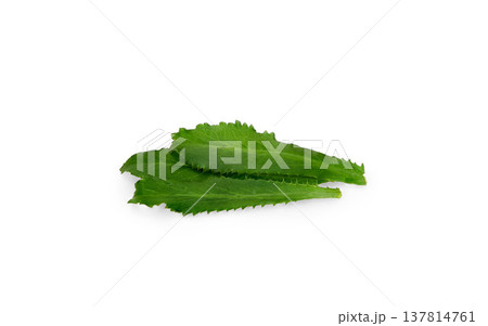 culantro isolated on white background. 137814761