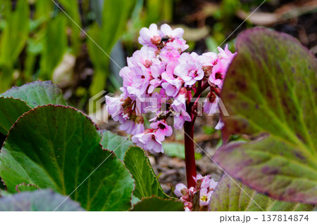 耐寒性植物ユキノシタ科ヒマラヤユキノシタの集散花序 137814874