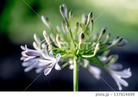 花壇のアガパンサスの花 137814899