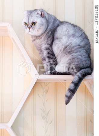 Grey Tabby Cat on Modern Honeycomb Furniture 137815189