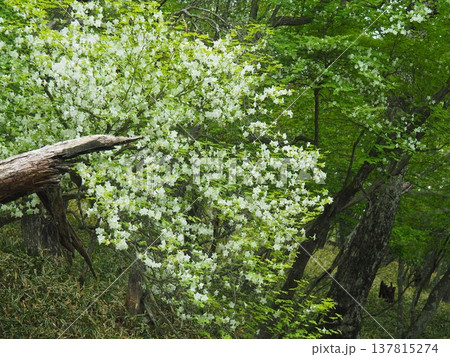 赤城山のシロヤシオ 137815274