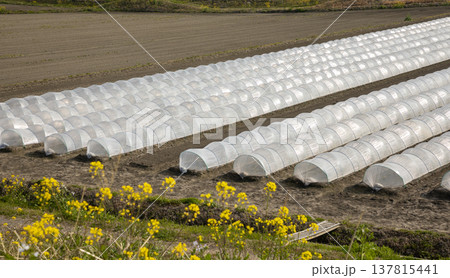 畑にほどこされたビニールトンネル 137815441