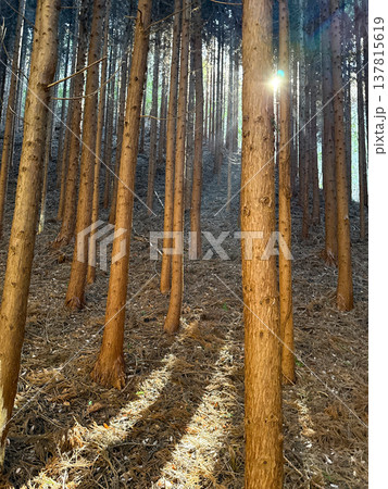 杉林のある風景 137815619