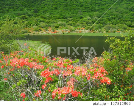 赤城山覚満淵のレンゲツツジ 赤城山覚満淵のレンゲツツジ 137815966