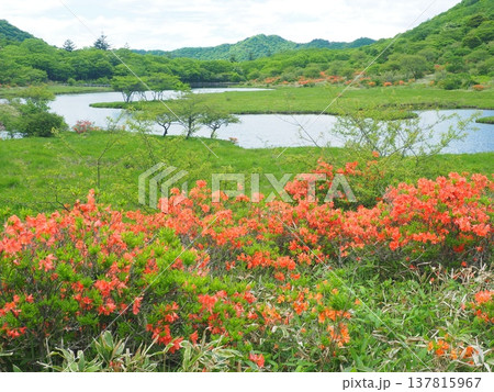 赤城山覚満淵のレンゲツツジ 137815967