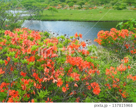 赤城山覚満淵のレンゲツツジ 137815968