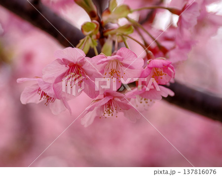 河津桜のある風景 河津桜のある風景 137816076