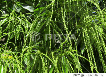 Close up of green leaves with long hanging flower clusters on tree branch. Dense foliage with fresh catkins growing in sunny garden. Nature background, botanical detail, seasonal growth 137816197